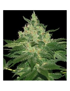 World of Seeds - Afghan Kush - 1