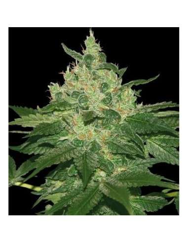 World of Seeds - Afghan Kush - 1