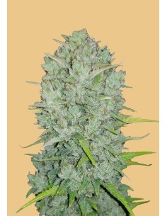 FastBuds - Northern Lights Auto - 1