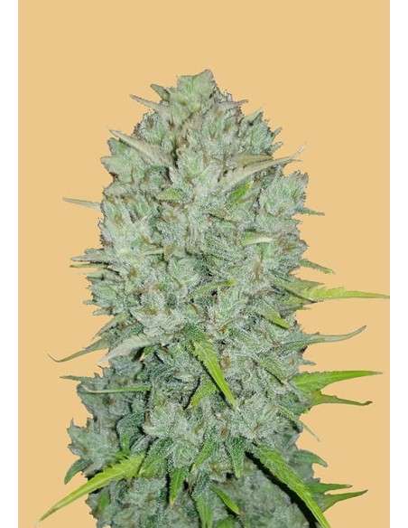 FastBuds - Northern Lights Auto - 1