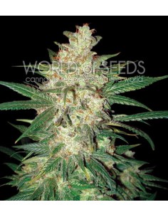 WORLD OF SEEDS - Colombian Gold Ryder Auto(Sweet Coffee Ryder) - 1