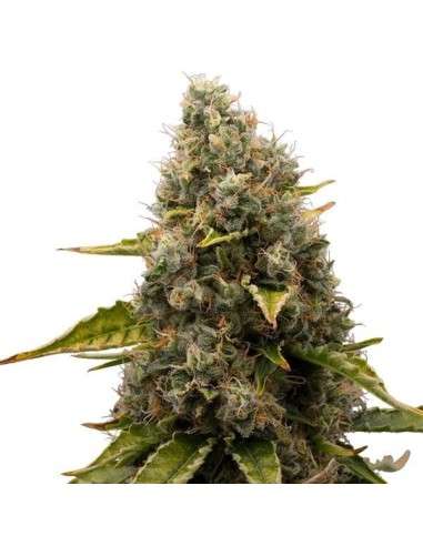 ROYAL QUEEN SEEDS - White Widow - 6