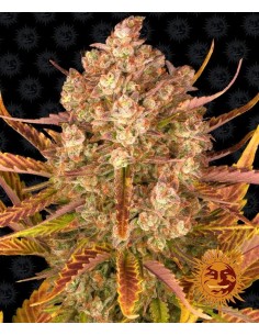 Barney's Farm - Dos Si Dos Auto - 1