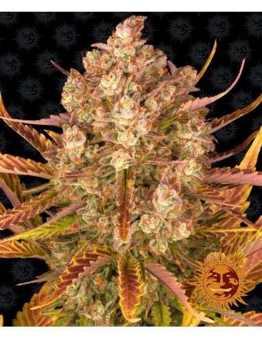 Barney's Farm - Dos Si Dos Auto - 1