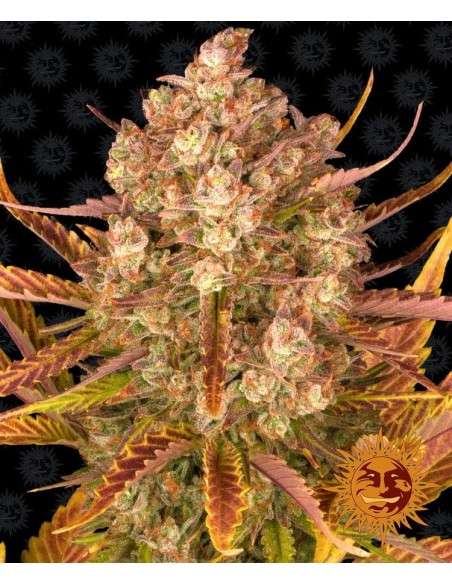 Barney's Farm - Dos Si Dos Auto - 1
