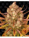 Barney's Farm - Dos Si Dos Auto - 1