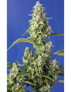 Sweet Seeds - Gorilla Girl XL Auto - 1
