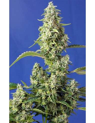 Sweet Seeds - Gorilla Girl XL Auto - 1