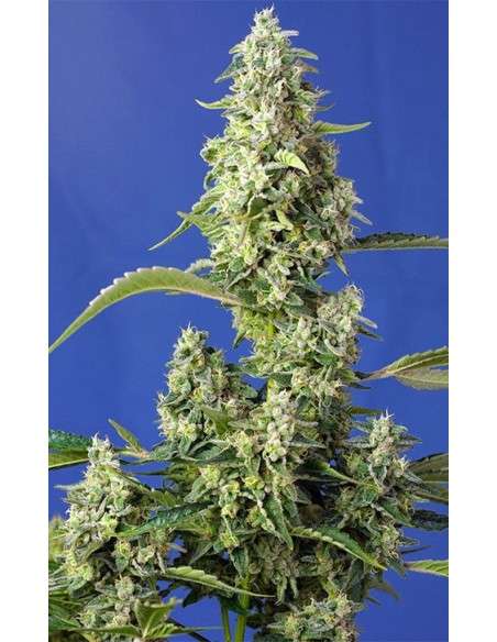 Sweet Seeds - Gorilla Girl XL Auto - 1