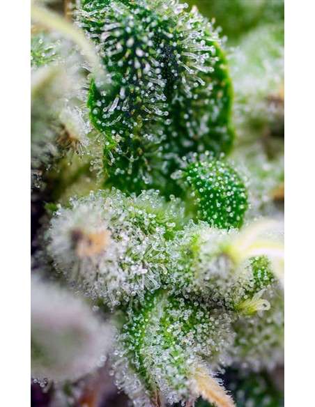 Sweet Seeds - Gorilla Girl XL Auto - 2