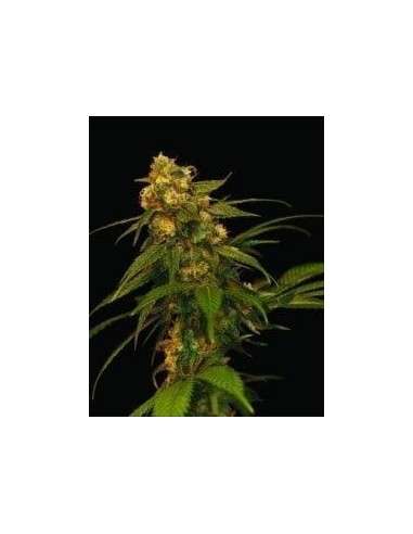 DNA GENETICS - Lemon OG Kush 6szt - 1
