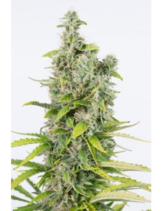 Dinafem - Amnesia Auto CBD - 1