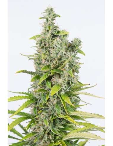 Dinafem - Amnesia Auto CBD - 1