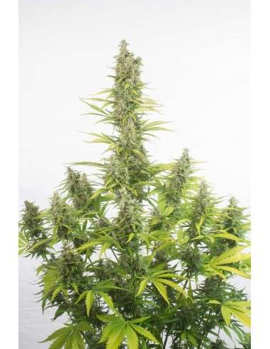 Dinafem - Amnesia Auto CBD - 2