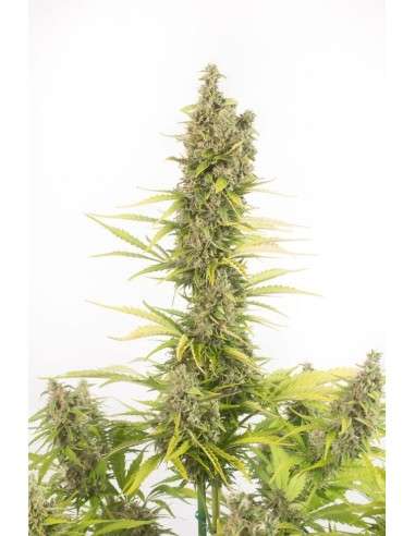 Dinafem - Amnesia Auto CBD - 3