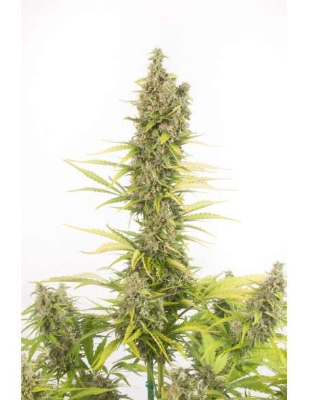 Dinafem - Amnesia Auto CBD - 3