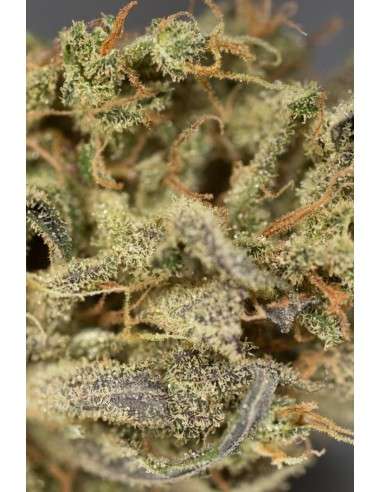 Dinafem - Amnesia Auto CBD - 4