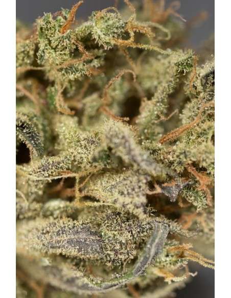 Dinafem - Amnesia Auto CBD - 4