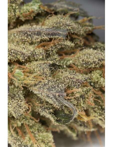 Dinafem - Amnesia Auto CBD - 5