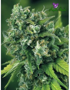 Anesia Seeds - A-Train - 1