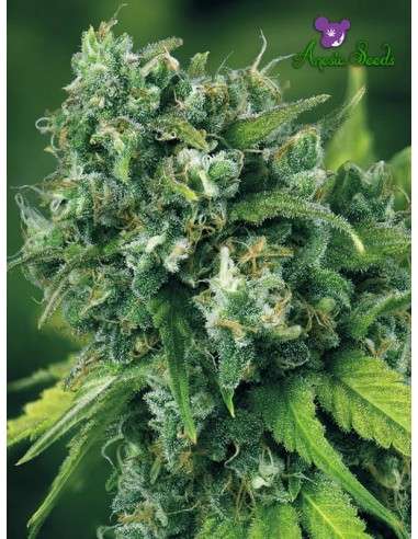 Anesia Seeds - A-Train - 1