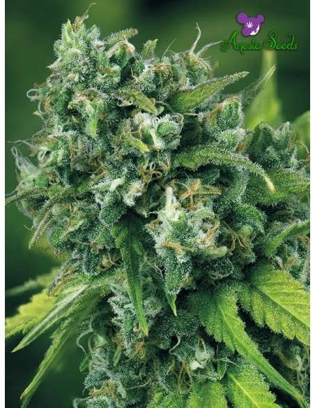 Anesia Seeds - A-Train - 1