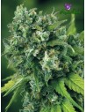 Anesia Seeds - A-Train - 1