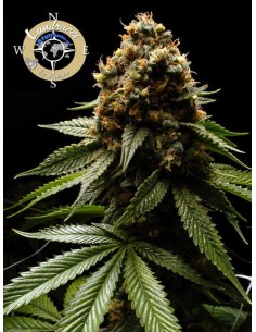 Anesia Seeds - Afghanica Landraces - 1