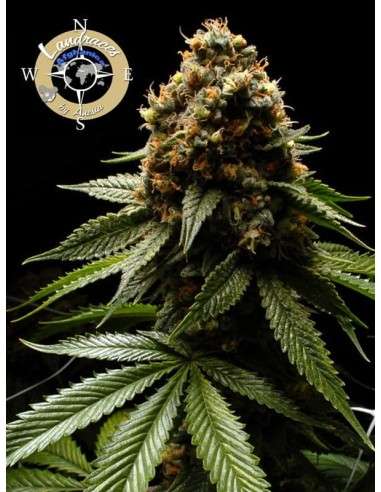 Anesia Seeds - Afghanica Landraces - 1