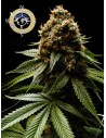Anesia Seeds - Afghanica Landraces - 1