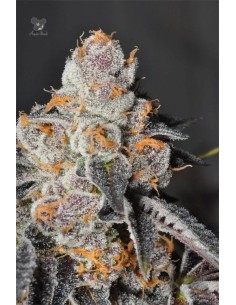 Anesia Seeds - Anesia Scout Cookies - 1