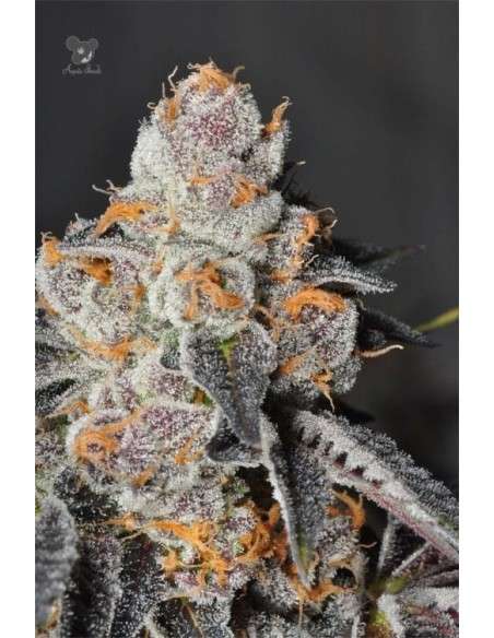 Anesia Seeds - Anesia Scout Cookies - 1