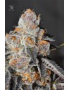 Anesia Seeds - Anesia Scout Cookies - 1