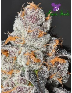 Anesia Seeds - Anesia Scout Cookies - 1 2