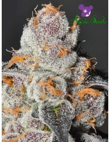 Anesia Seeds - Anesia Scout Cookies - 2