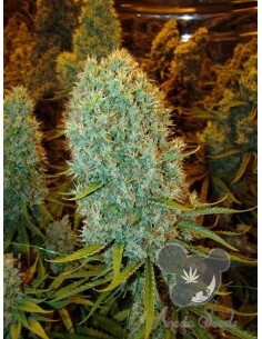 Anesia Seeds - Big Bazooka - 1