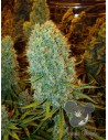 Anesia Seeds - Big Bazooka - 1