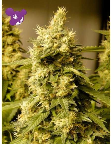 Anesia Seeds - Big Bazooka - 2