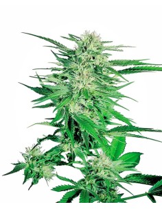 SENSI SEEDS - Big Bud - 1