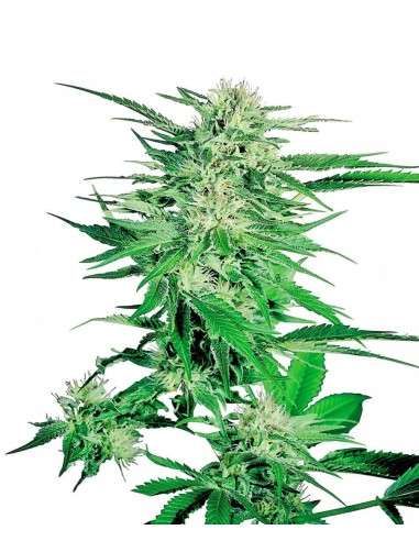 SENSI SEEDS - Big Bud - 1