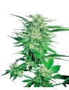 SENSI SEEDS - Big Bud - 1