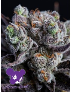 Anesia Seeds - Blackberry Moonrocks - 1
