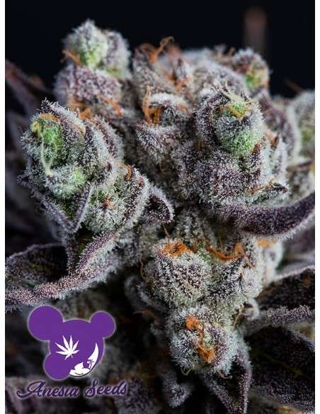 Anesia Seeds - Blackberry Moonrocks - 1
