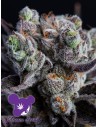 Anesia Seeds - Blackberry Moonrocks - 1