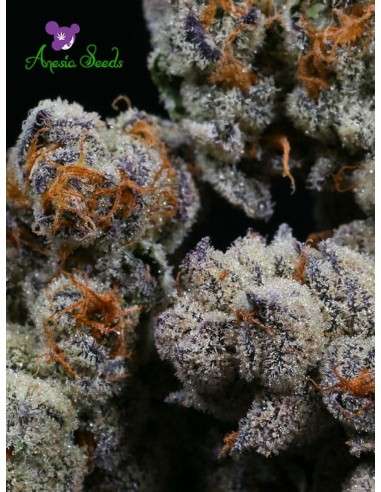 Anesia Seeds - Blackberry Moonrocks - 2