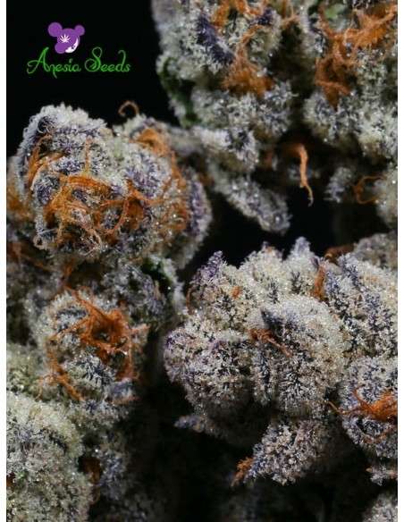 Anesia Seeds - Blackberry Moonrocks - 2