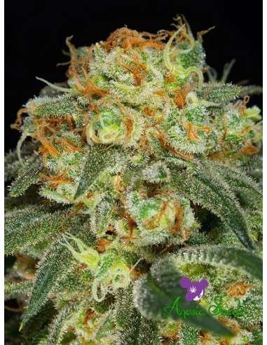 Anesia Seeds - California Kush - 1