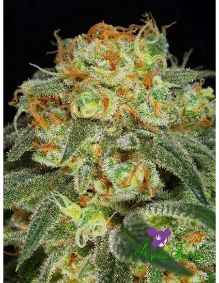 Anesia Seeds - California Kush - 1