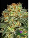 Anesia Seeds - California Kush - 1