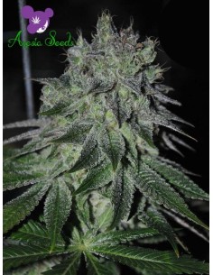 Anesia Seeds - Fast Caramelic - 1